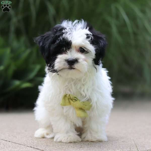 Bodhi, Havanese Puppy